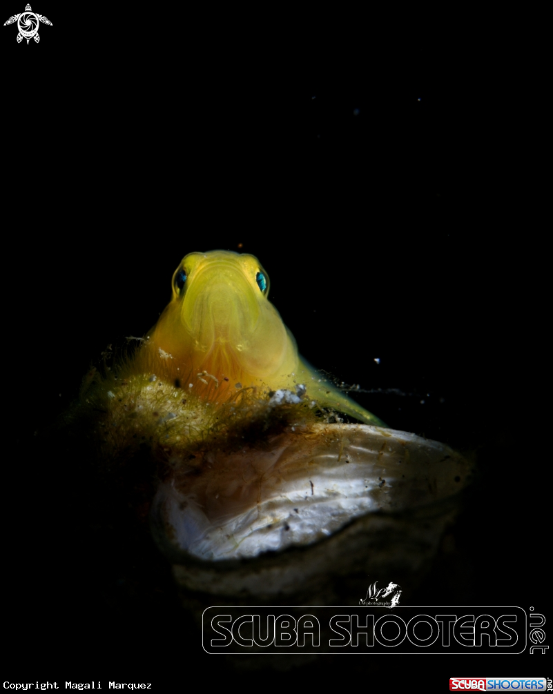 A Yellow Goby 