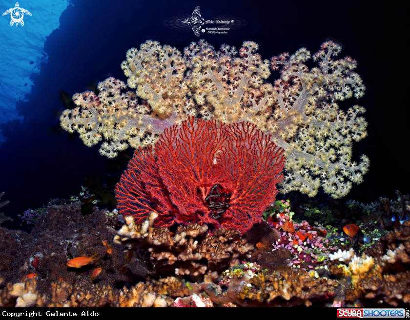 A Soft Corals