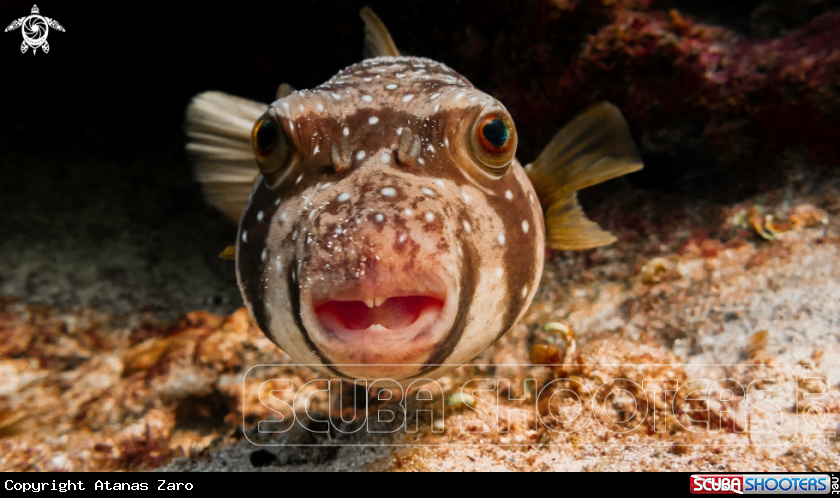 A Puffer fish