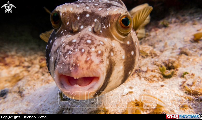 A Puffer Fish