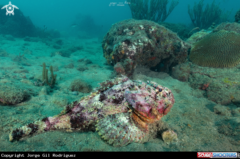 A Spotted scorpionfish