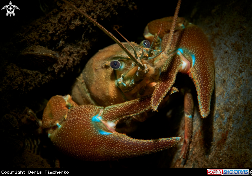 A Crayfish