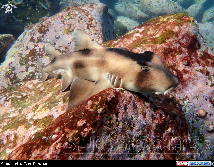 A Crested horn shark