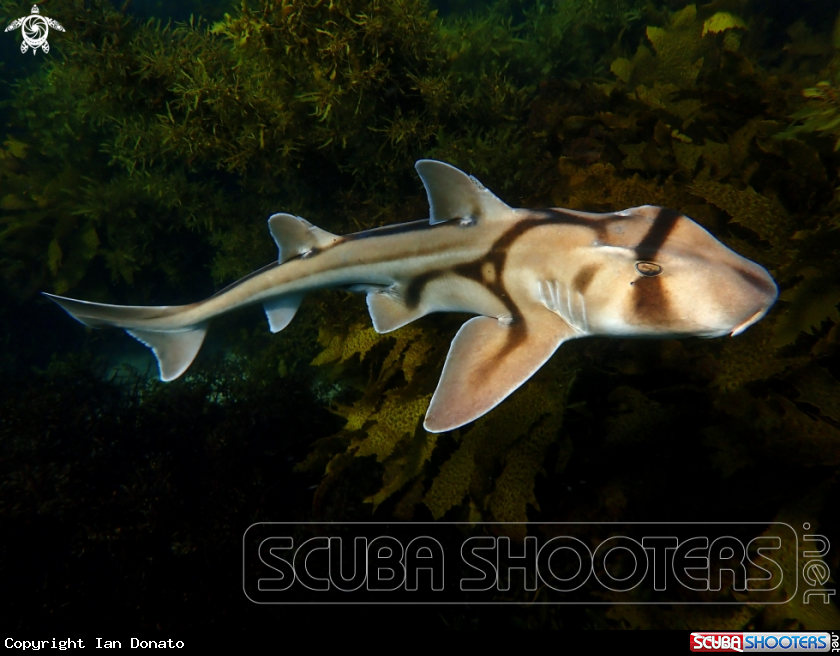 A Port Jackson shark