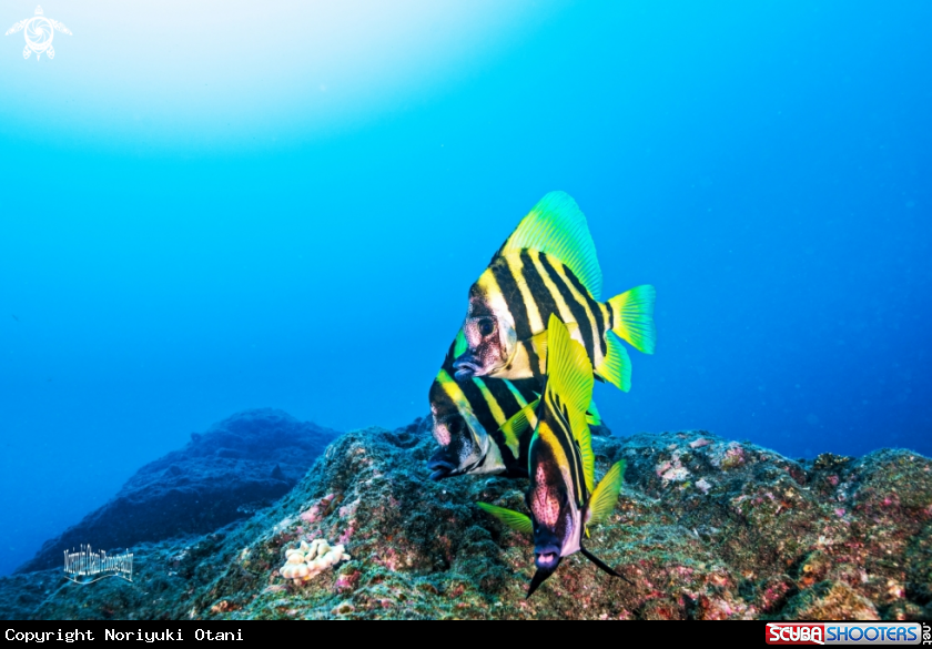 A Striped boarfish