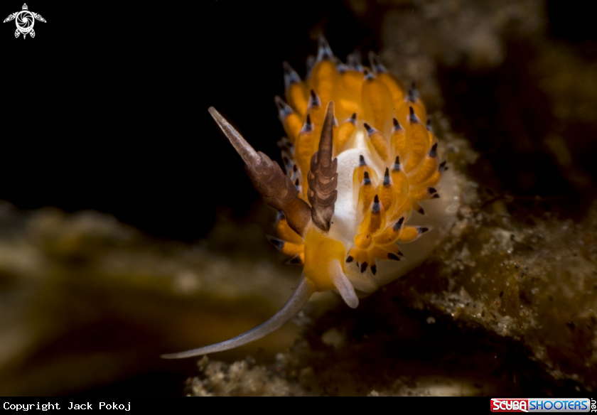 A Favorinus tsuruganus