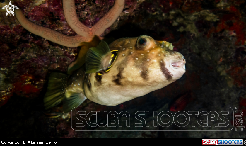 A Puffer Fish