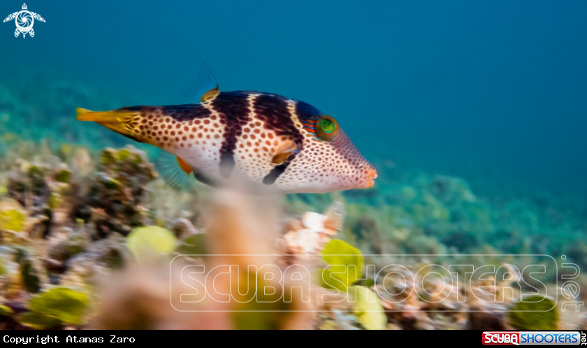 A Saddle Valentini Puffer Fish