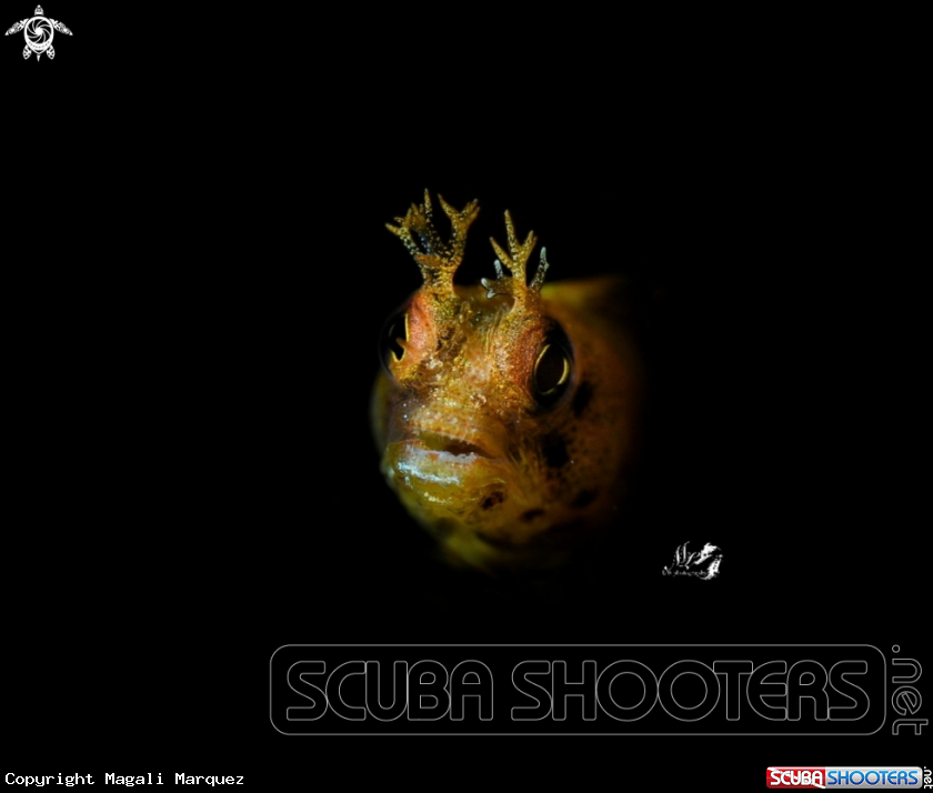 A Roughhead blenny