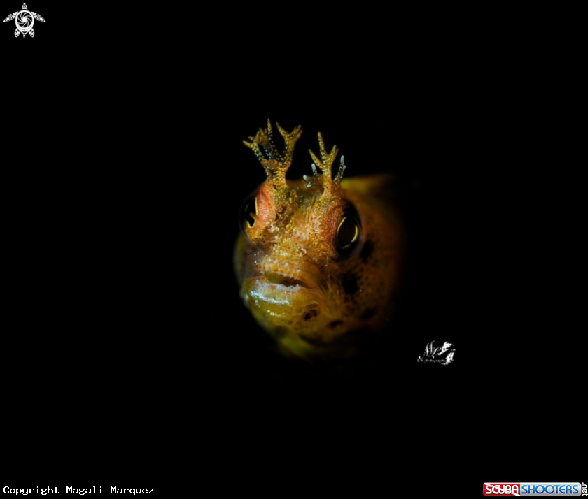 A Blenny 
