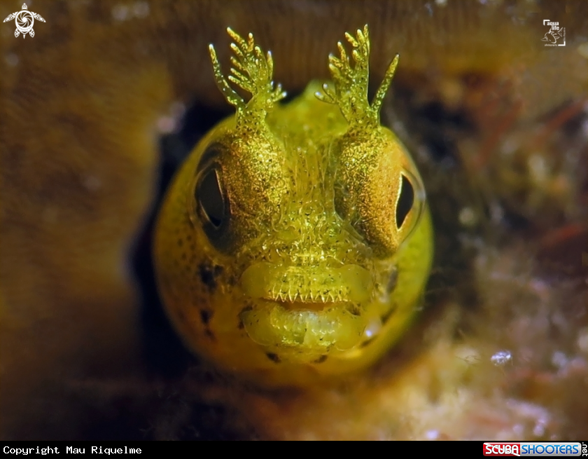 A Roughhead Blenny