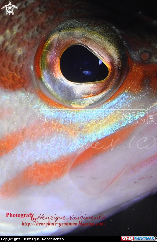 A underwater creature