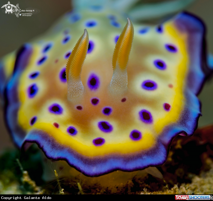 A Goniobranchus Nudibranch