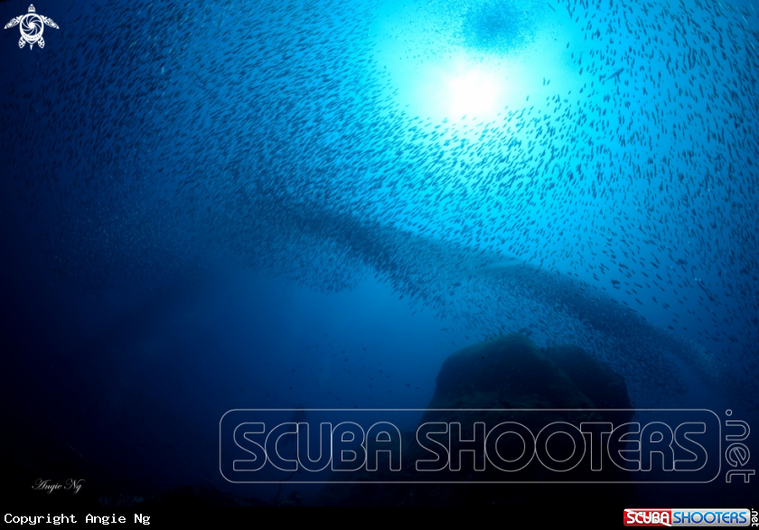 A Silversides