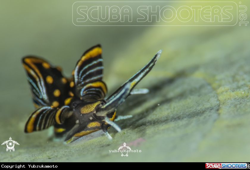 A cyerce nigra