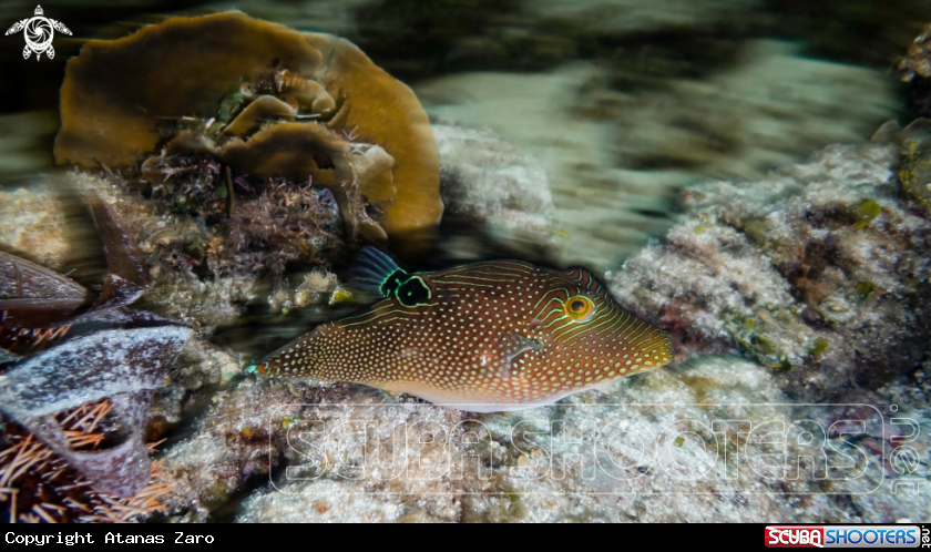 A Blue Spotted Puffer