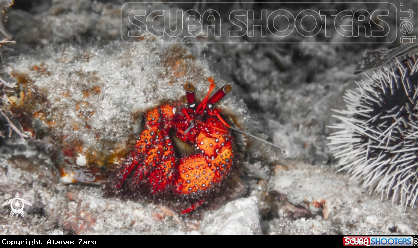 A Hermit Crab