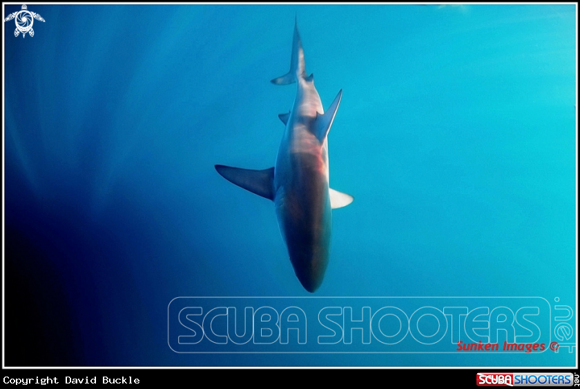 A underwater creature