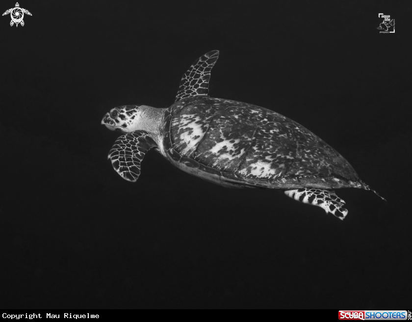 A Hawsbill Turtle