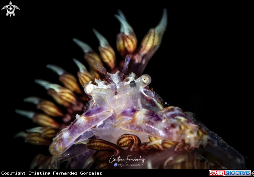 A Crab