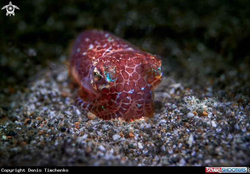 A Cuttlefish