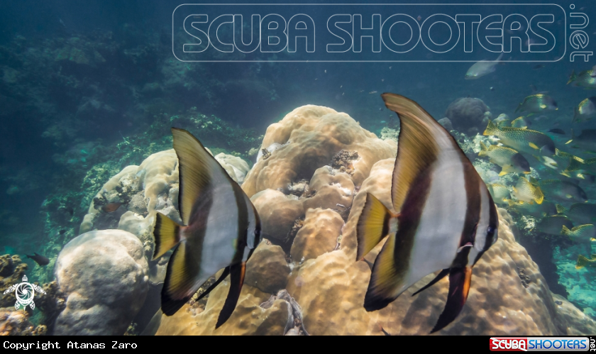 A Batfish