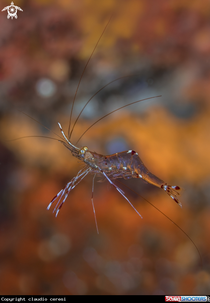 A Urocaridella sp.
