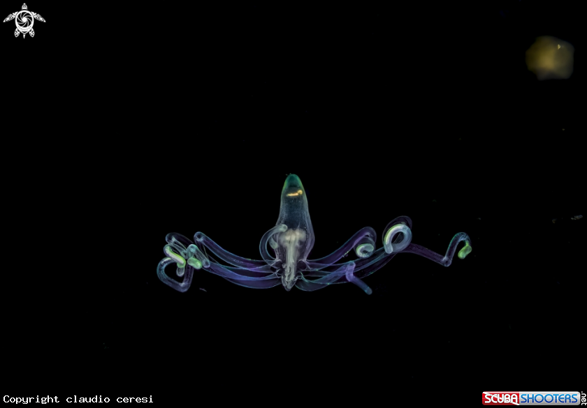 A anemone larva 