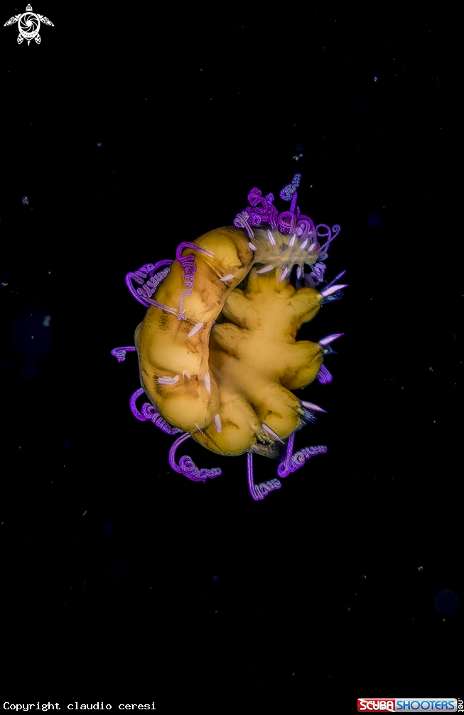 A cirratulid polychaete worm