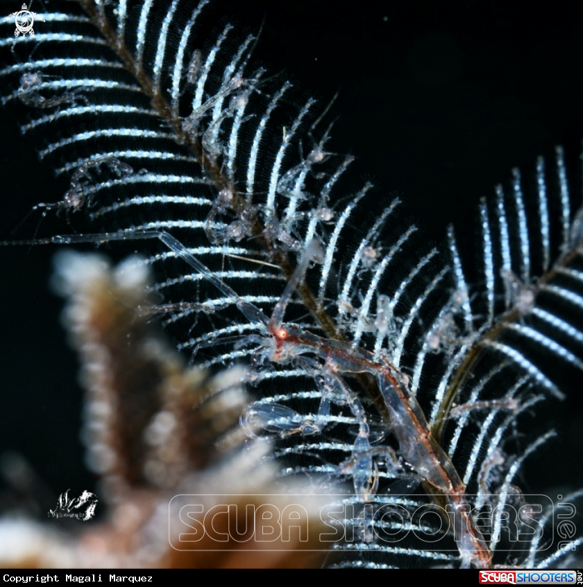 A Skeleton Shrimp 