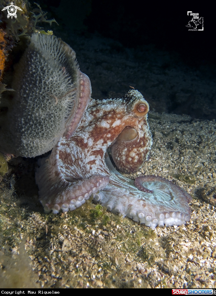 A Caribbean Reef Octopus