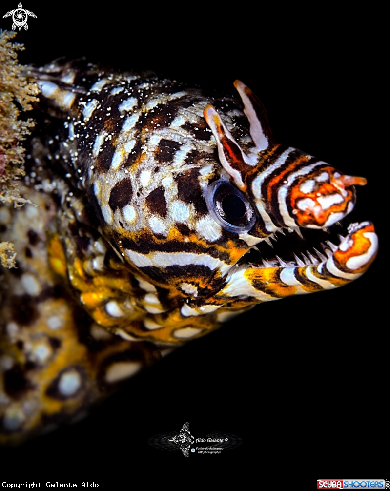 A Leopard Moray Eel