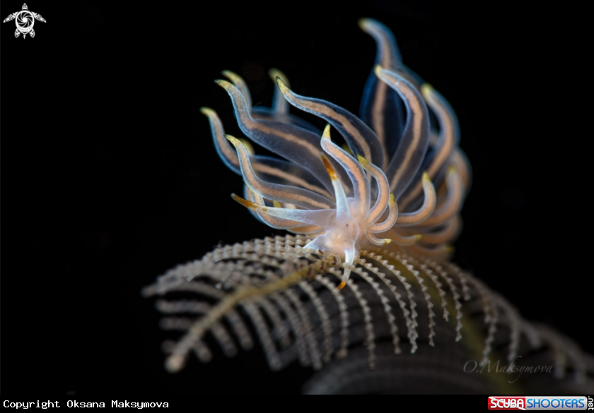 A Nudibranch Tenellia sp. 