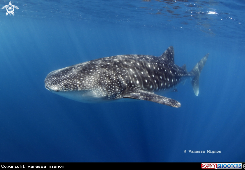 A Whale shark