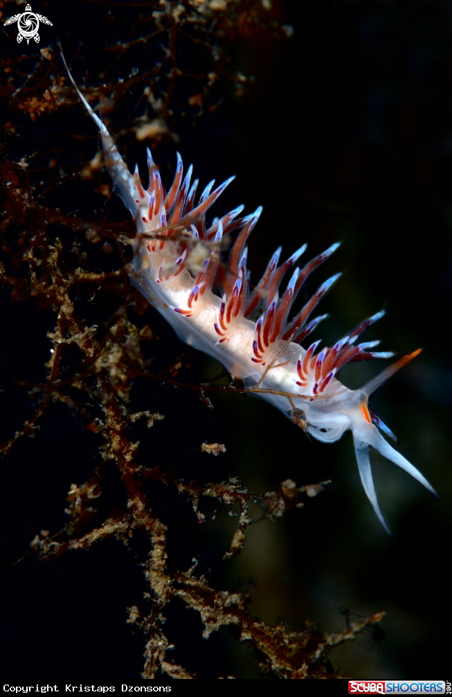 A Cratena peregrina nudibranch
