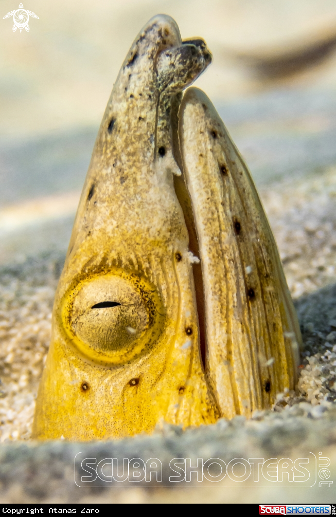 A Snake Eel