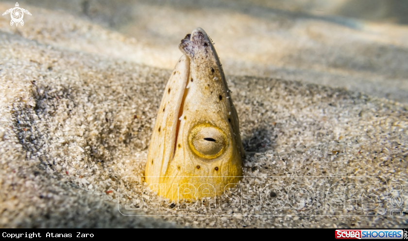 A Snake Eel