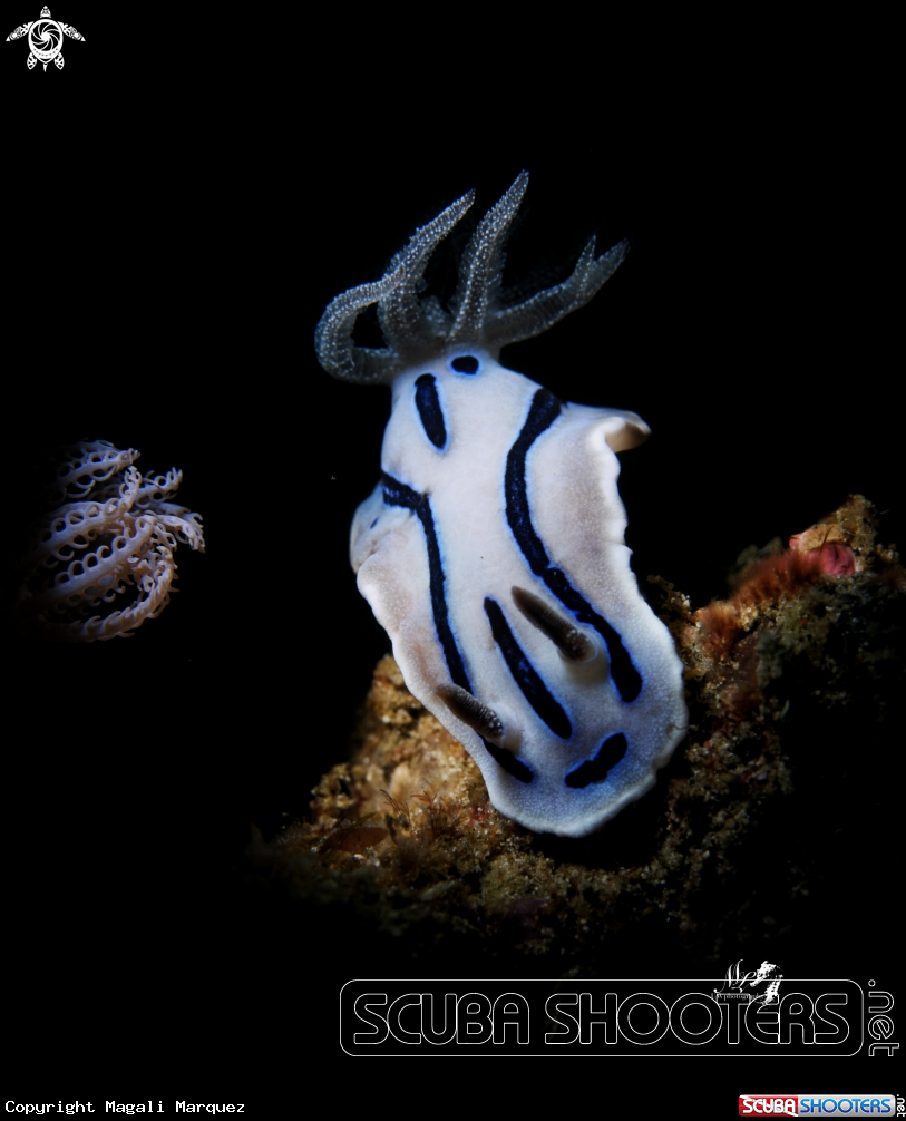 A Chromodoris willani 