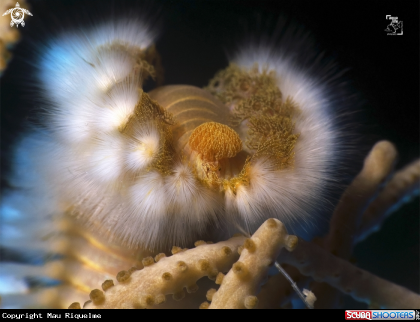 A Bearded Fireworm