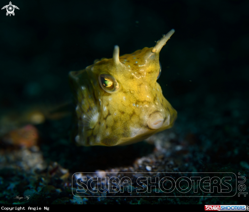 A Cowfish