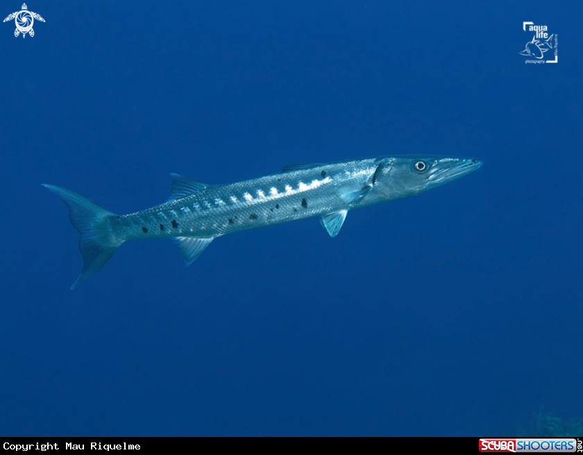 A Great Barracuda