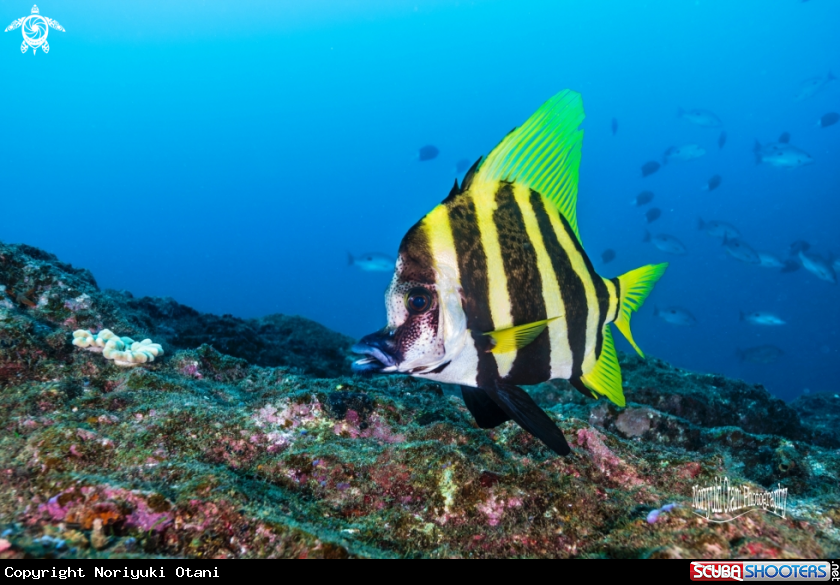 A Striped boarfish