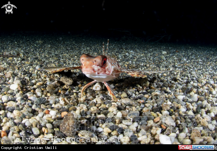 A Pesce Civetta