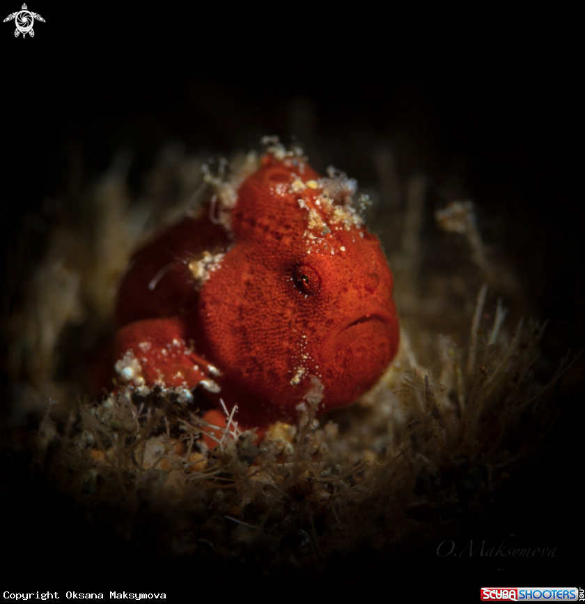 A Tiny frogfish (Antennarius pictus) 