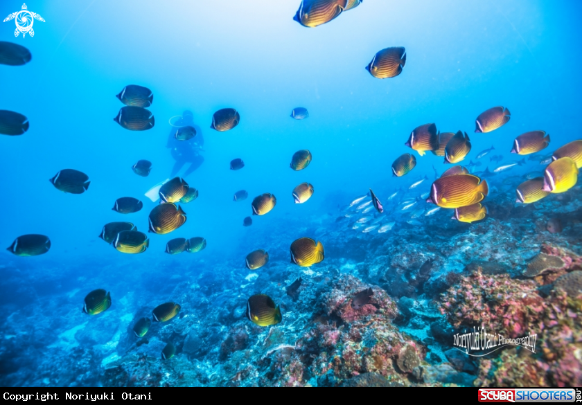 A  Oriental butterflyfish 