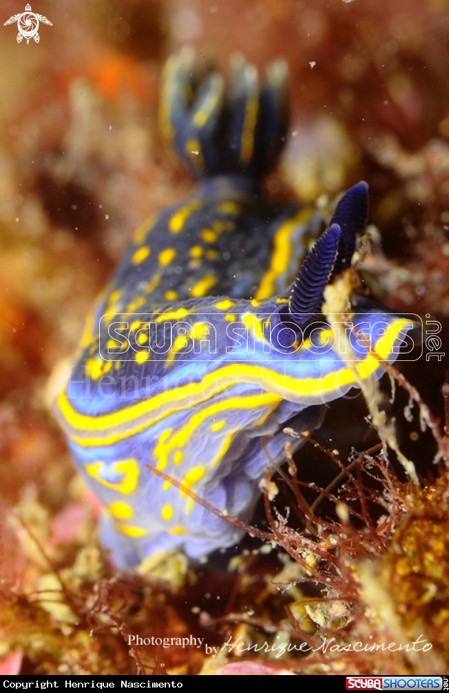 A nudibranch