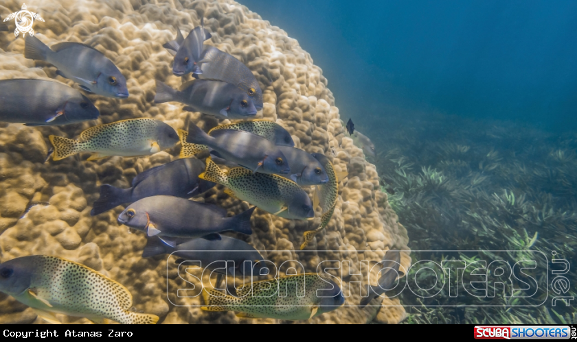 A Sweetlip Fish