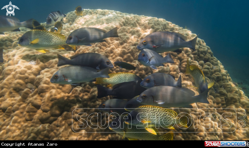 A Sweetlip Fish