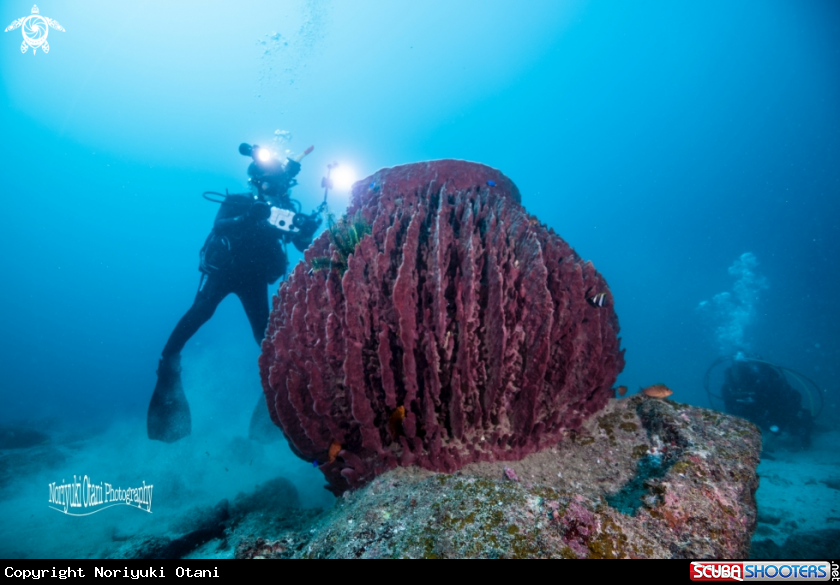 A barrel sponge