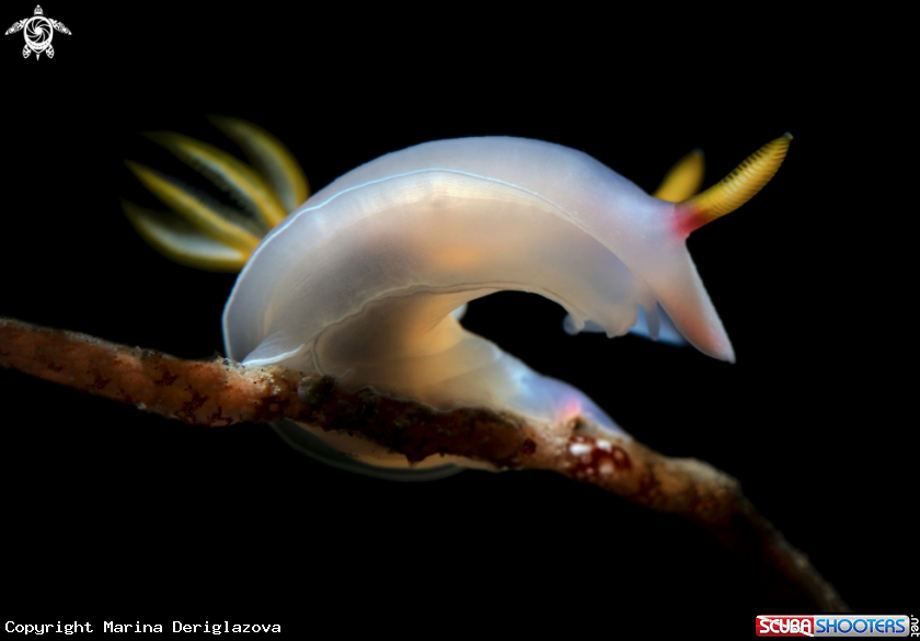 A Nudibranch